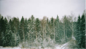 snowytrees.jpg